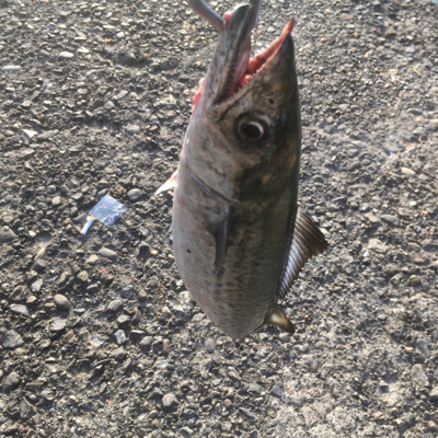 早朝はサゴシ祭り!!