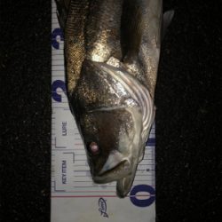 やっちまったぜ