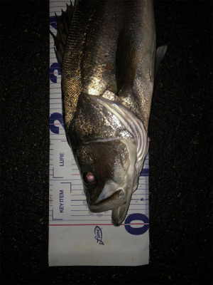 やっちまったぜ