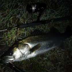 イナっこ付きシーバス