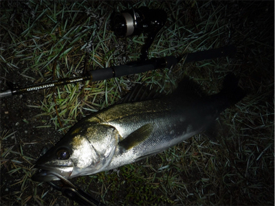 イナっこ付きシーバス