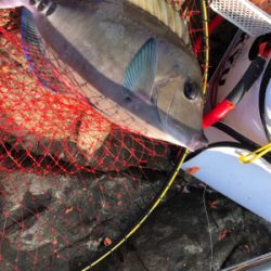 磯フカセ釣りでイサギ