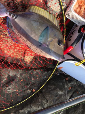 磯フカセ釣りでイサギ