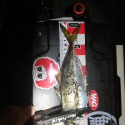 久しぶりのアジ