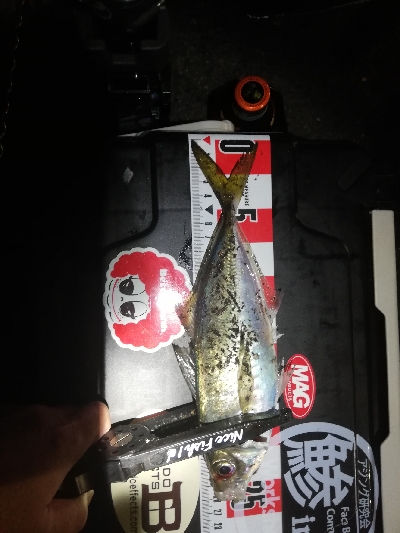 久しぶりのアジ