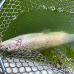 エリアトラウト