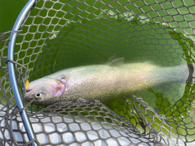 エリアトラウト