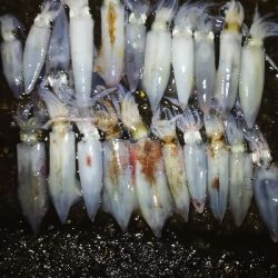 アジング練習 237