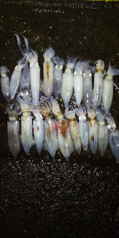 アジング練習 237