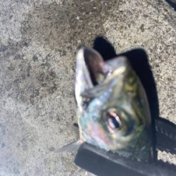 淡路島アジング