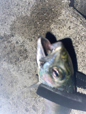 淡路島アジング