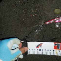 ヒラメです。見えますか?