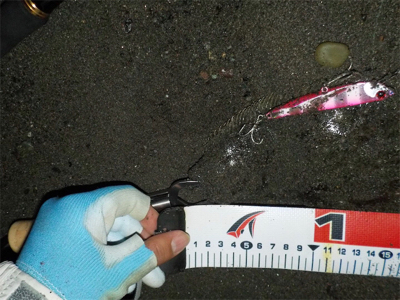 ヒラメです。見えますか?