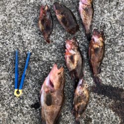 サゴシも釣りたかった