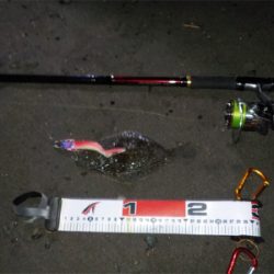 ヒラメくん元気