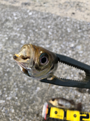 どうにかならんかな〜