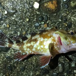 ナイトライトゲーム