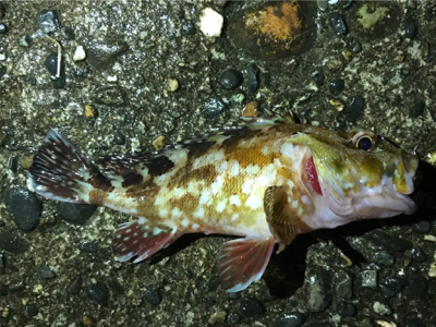 ナイトライトゲーム