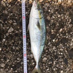 まあまあの風、白波のもと