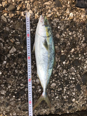 まあまあの風、白波のもと