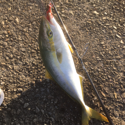 西風が強いです！