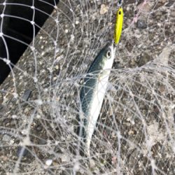 そろそろ青物も…