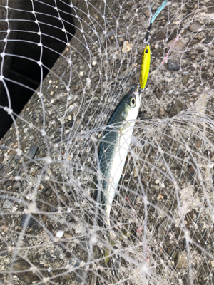 そろそろ青物も…