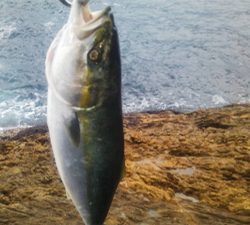 ショアキャスティング