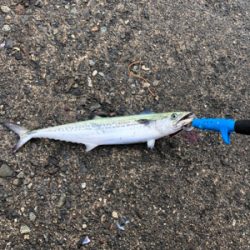 サゴシ釣果