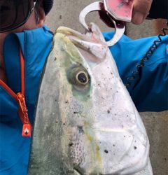 阪神間湾奥でハマチ