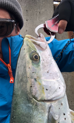 阪神間湾奥でハマチ