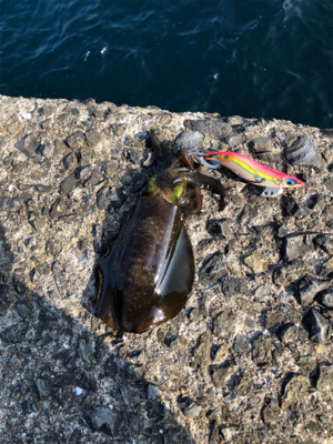 エギング釣行のはずがアジングしてる