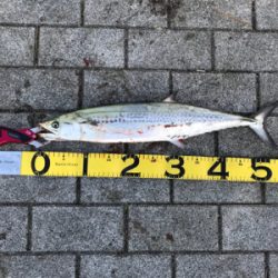 今年最後の投稿。