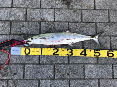 今年最後の投稿。