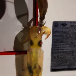 アジング練習 238