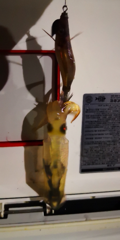 アジング練習 238