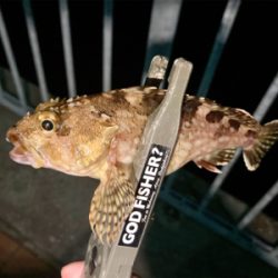 本格的な冬到来、今夜は寒い!