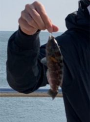 アジングのはずが…