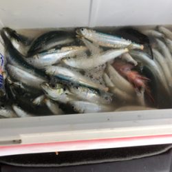 アジはいないが、イワシが乱舞！しかし、イワシとの知恵比べ。