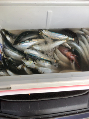 アジはいないが、イワシが乱舞！しかし、イワシとの知恵比べ。