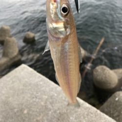 爆風におおしけ