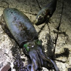 やっぱり楽しい