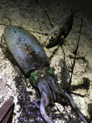 やっぱり楽しい