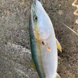 今日は釣ったるで！