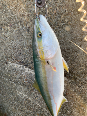 今日は釣ったるで！