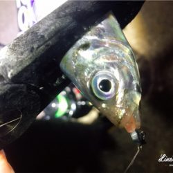 短時間アジング