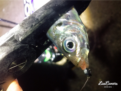 短時間アジング