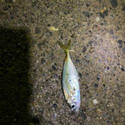 極寒の短時間アジング