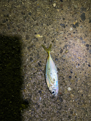 極寒の短時間アジング