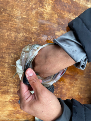 ワカサギ釣りの延長…